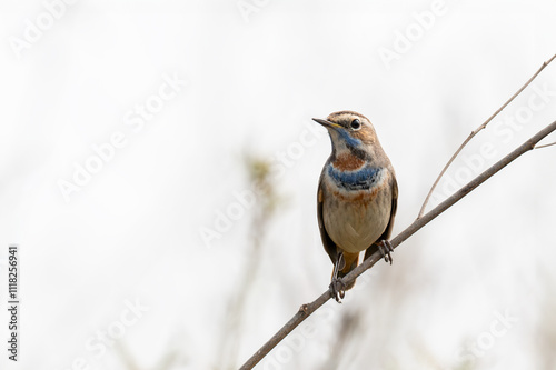This is a bird seeing in jungles and different other places
