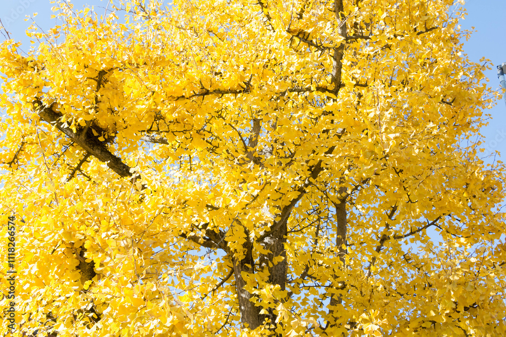 albero in autunno con foglie gialle