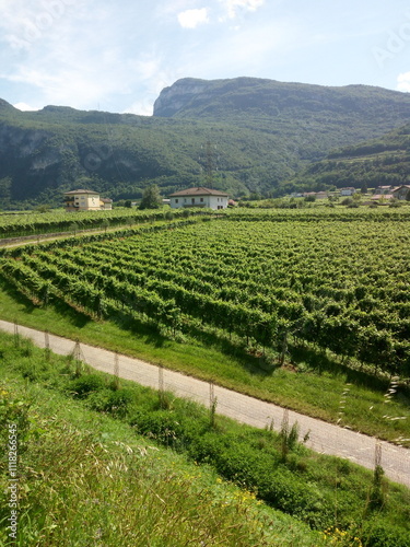 Wallpaper Mural vineyard Torontodigital.ca