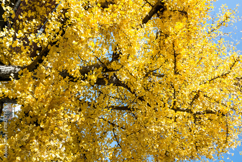 albero con foglie gialle