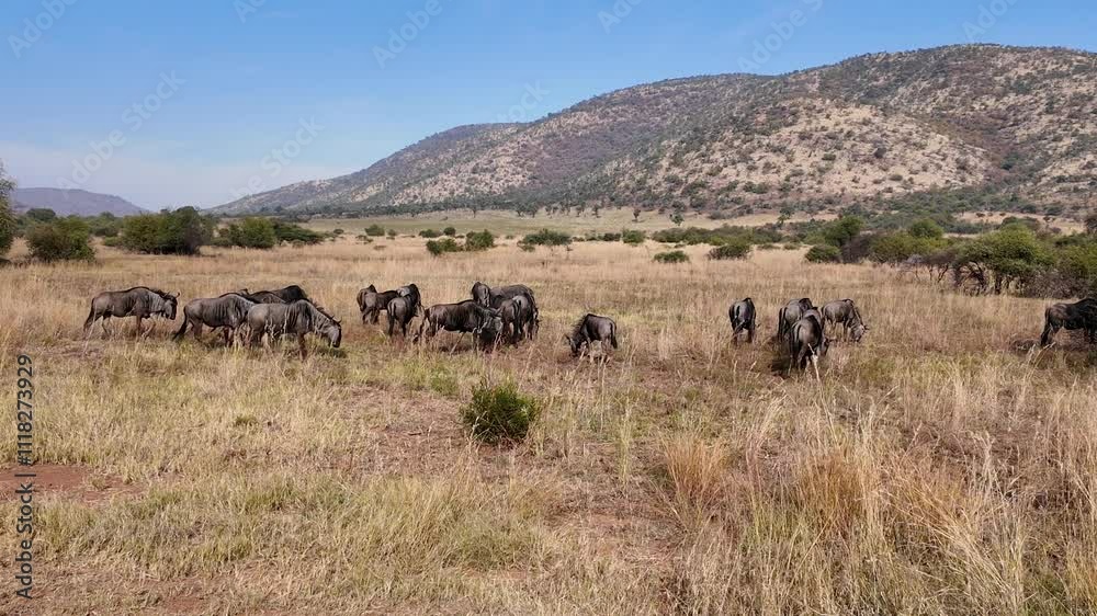 Safari Tour At Etosha National Park In Namibia. African Animals Landscape. Safari Skyline Trip. Etosha National Park In Namibia. Big Five Animals. Wildlife Safari. Safari Tour At Etosha National Park In Namibia. African Animals Landscape. Safari Skyline Trip. Etosha National Park In Namibia. Big Five Animals. Wildlife Safari.