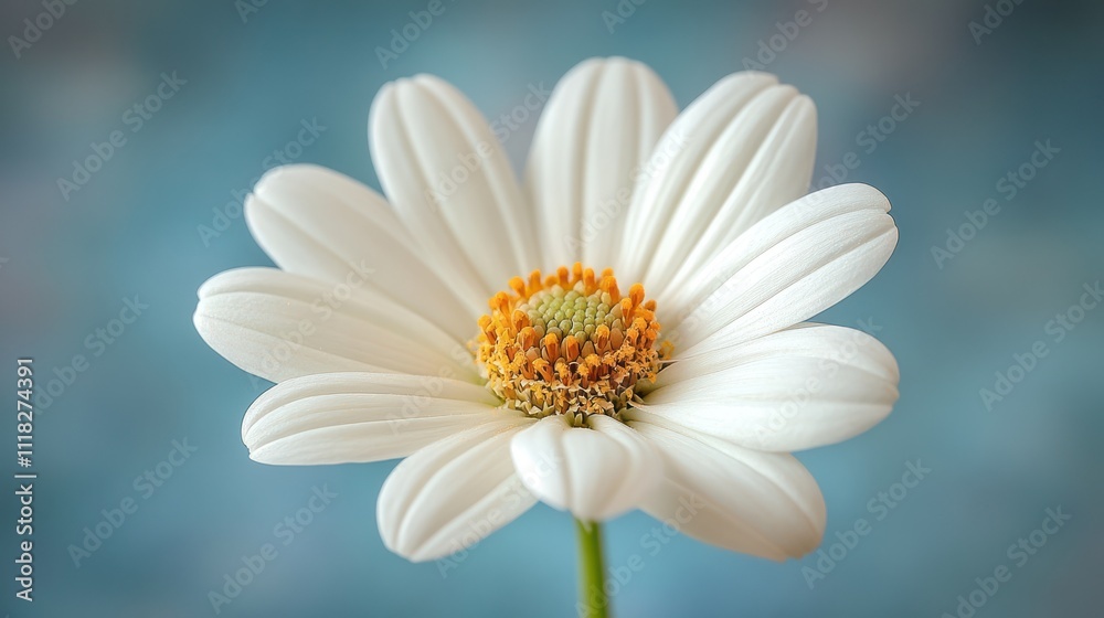 Close-up of a single white daisy with yellow center against a blurred blue background. Close-up of a single white daisy with yellow center against a blurred blue background.