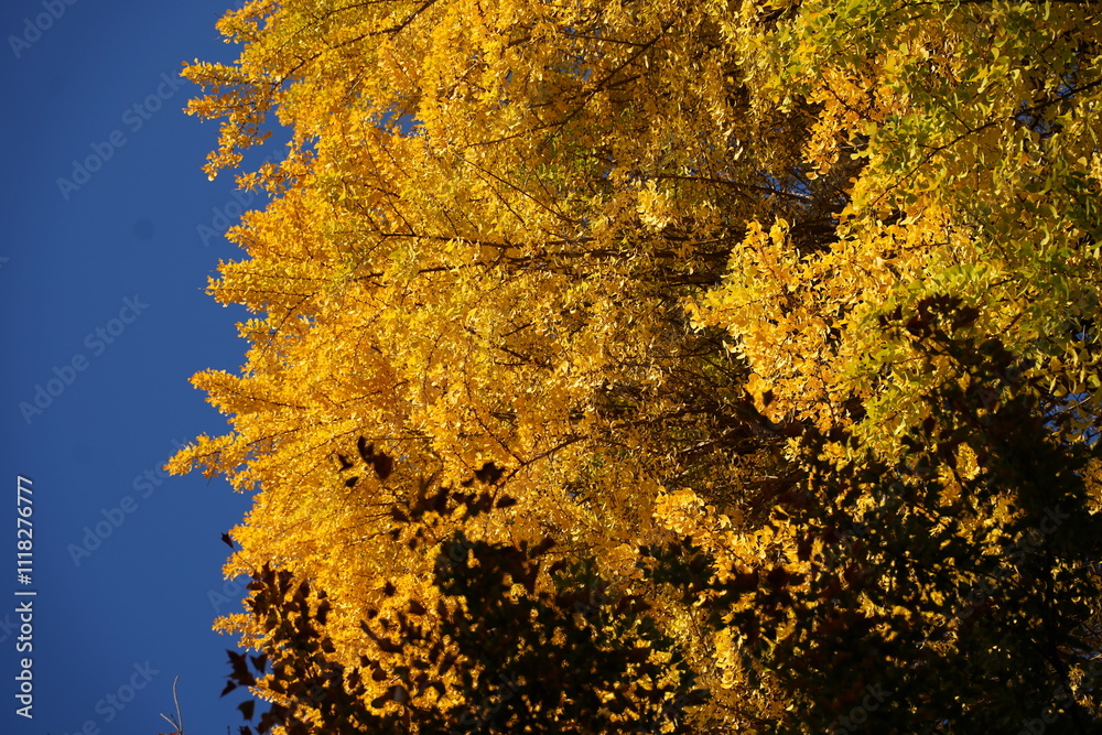 bright yellow autumn coloured leaves bright yellow autumn coloured leaves