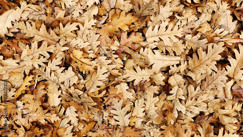 As an autumnal nature background, dry leaves of an oak (Quercus sp.) tree in fall As an autumnal nature background, dry leaves of an oak (Quercus sp.) tree in fall