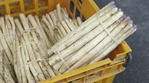 Harvested white asparagus bundled and stored in a bright yellow crate for sale, Châtillon-sur-Loire, Centre, France