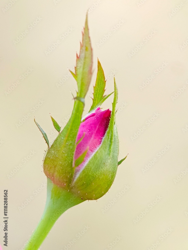 A pink rose bud isolated on cream colour background A pink rose bud isolated on cream colour background