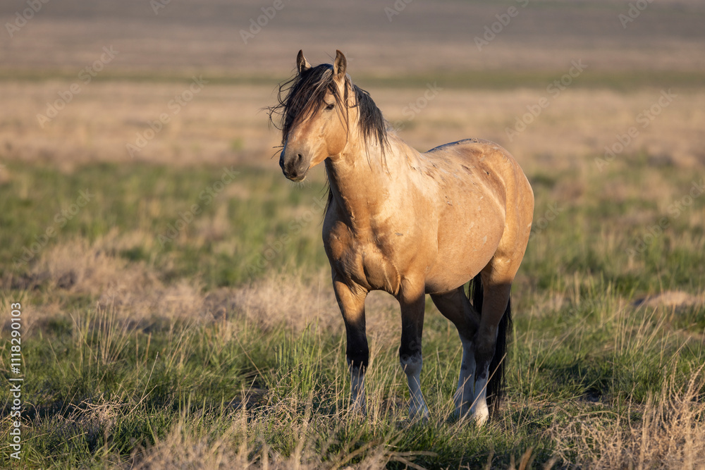 Wild Horse in Springtime in the Utah Desert Wild Horse in Springtime in the Utah Desert