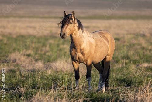 Wild Horse in Springtime in the Utah Desert