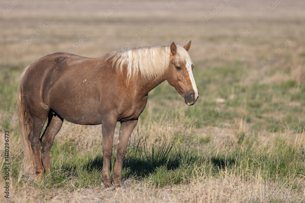 Wild Horse in Springtime in the Utah Desert Wild Horse in Springtime in the Utah Desert