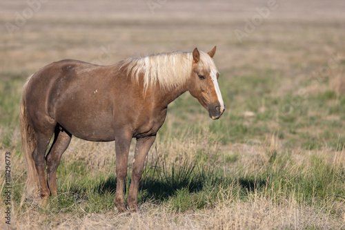 Wild Horse in Springtime in the Utah Desert