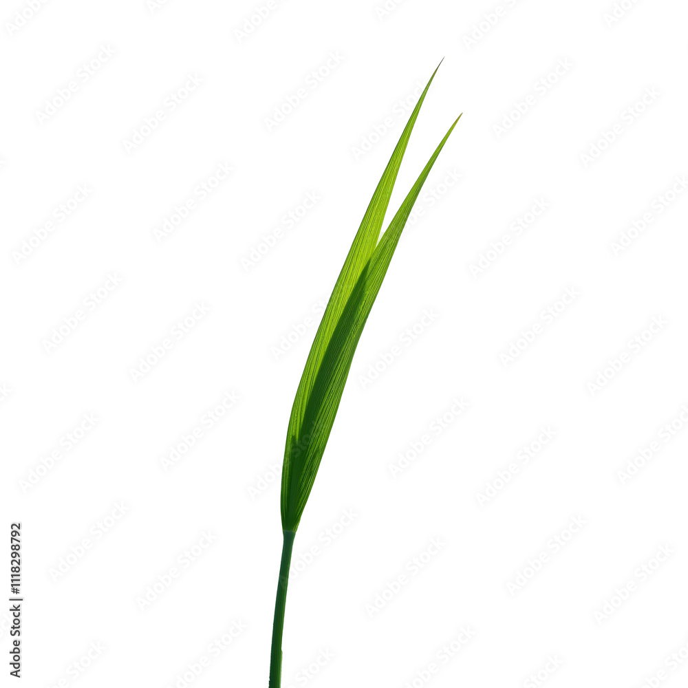 Single blade of tall grass bending gracefully Single blade of tall grass bending gracefully
