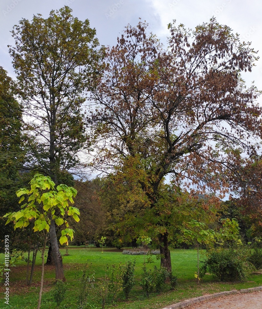 Fototapeta premium The Colours Of Nature. Trees, Flowers, Shrubs and Bushes