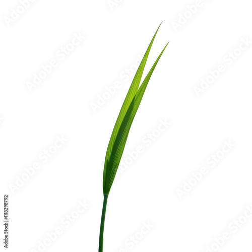 Single blade of tall grass bending gracefully