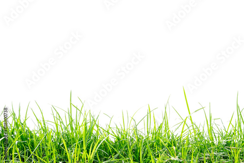 green grass with a white background photo