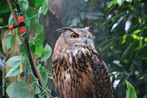 great horned owl in tree