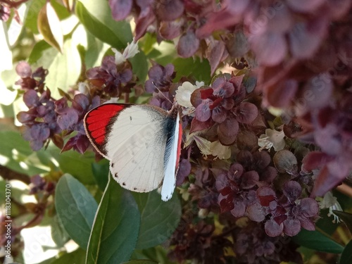 Colotis butterfly collect nectar from ocimum basilicum flower or orange tips butterfly on plant  photo