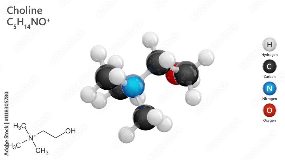 Choline. Essential nutrient. Animated 3D model of a molecule. Molecular formula: C5H14NO. Chemical model: Ball and stick. White background. 3D rendering. Seamless loop. Choline. Essential nutrient. Animated 3D model of a molecule. Molecular formula: C5H14NO. Chemical model: Ball and stick. White background. 3D rendering. Seamless loop.