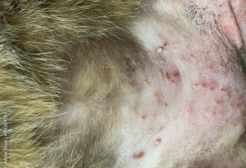 The cat has a skin disease, Cat fungus