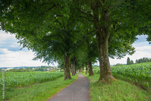 alley of the heroes, at the outskirts of Ebersberg, green landscape bavaria photo