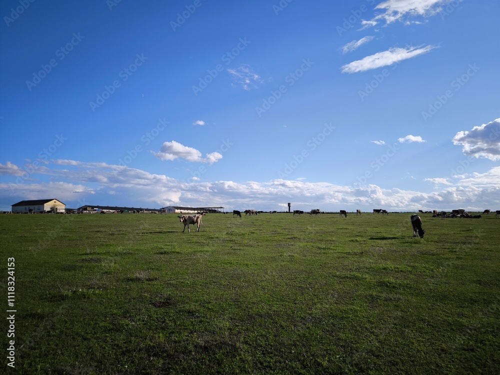 A meadow with grazing cows, in a meadow with grass, on a warm summer day, a farm with a pasture for cows. A meadow with grazing cows, in a meadow with grass, on a warm summer day, a farm with a pasture for cows.