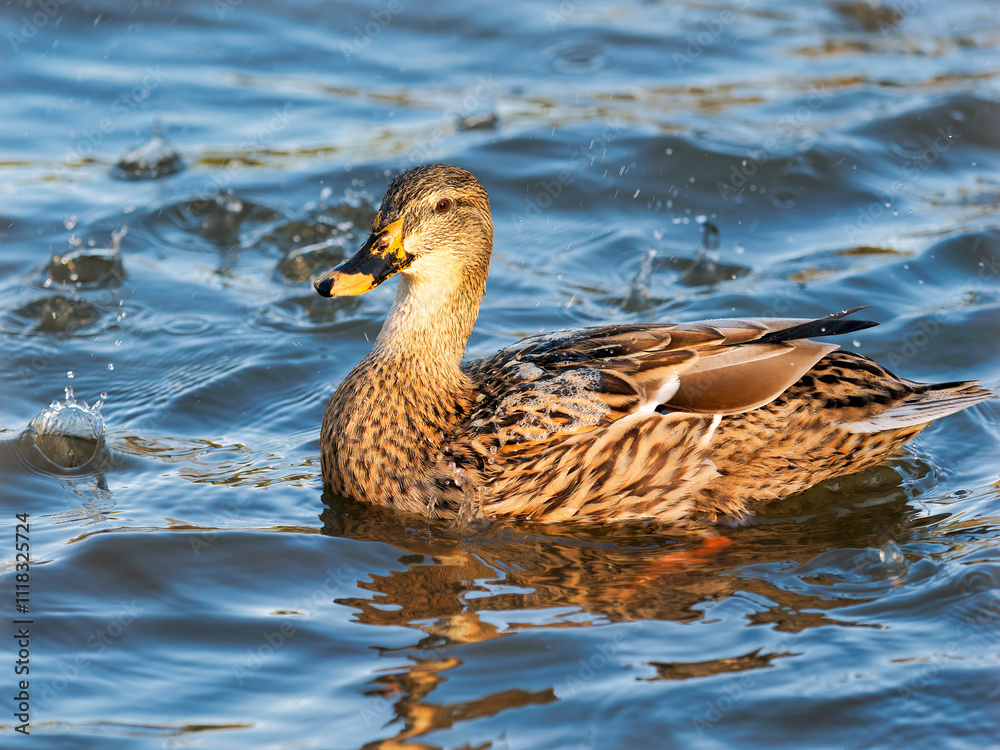 Female mallard duck with water reflections in soft late autumn light
Female mallard duck with water reflections in soft late autumn light