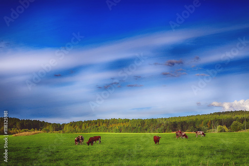 cows in the field