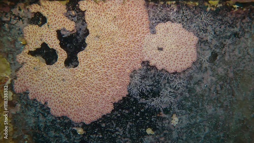 Close up of marine organisms on glass of wheelhouse on Salem Express ferry, Wreckship in Red Sea, Slow motion, Movement backward, Details of sunken ship in the depth sea photo