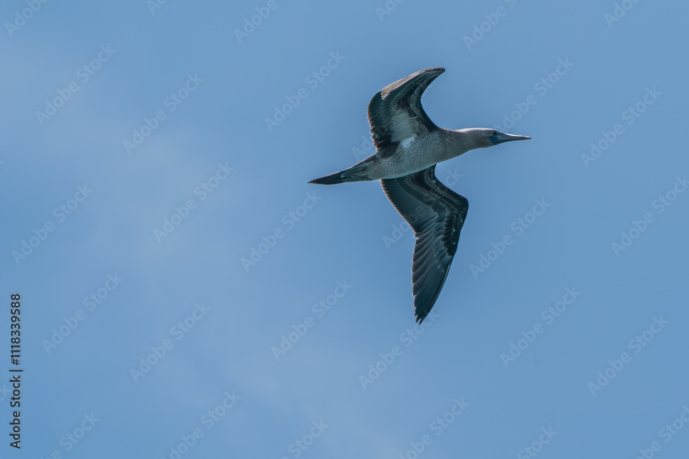 Obraz premium A Peruvian booby on the wing.