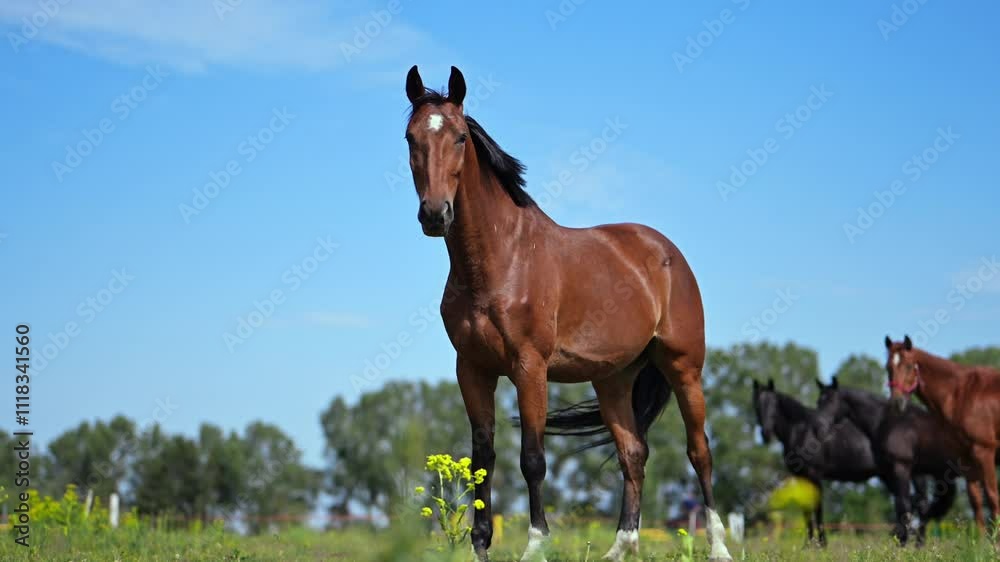 A bay horse eating grass with other horses on a sunny summer day in a green pasture. A bay horse eating grass with other horses on a sunny summer day in a green pasture.