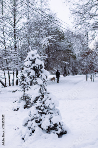 WInter forest in the snow.
