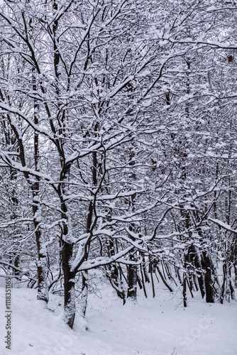 WInter forest in the snow.