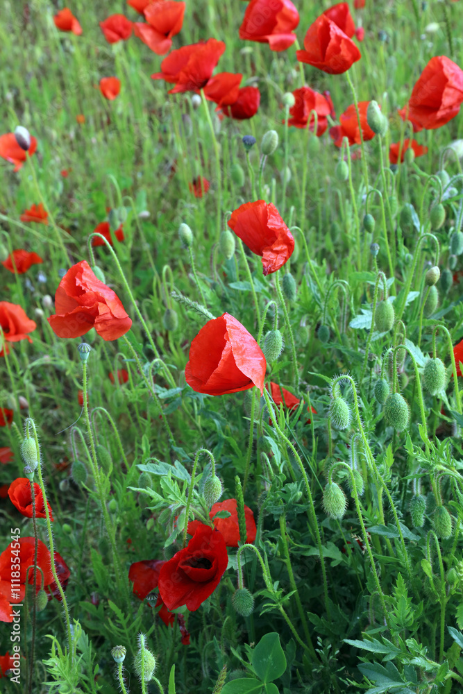 Naklejka premium Corn Poppies, Unstone Derbyshire UK 
