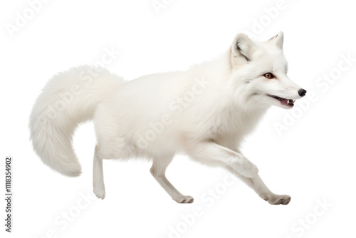 White fox in mid-motion with its sleek body and bushy tail in motion, highlighting its agility and grace, isolated on white background