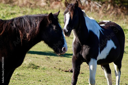 Horses in Vermont 