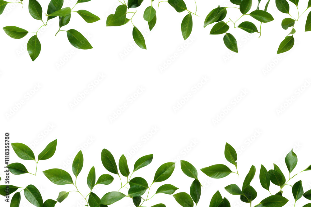 Top view of vibrant green leaves with distinct corners, highlighting their natural shine isolated on white background Top view of vibrant green leaves with distinct corners, highlighting their natural shine isolated on white background