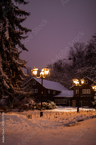 Christmas trees at night in winter park