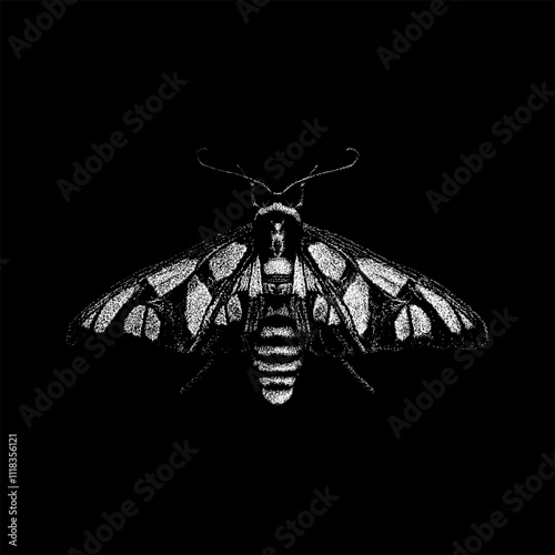 Tiger Moth hand drawing vector isolated on black background. photo