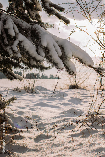 Snow covered tree