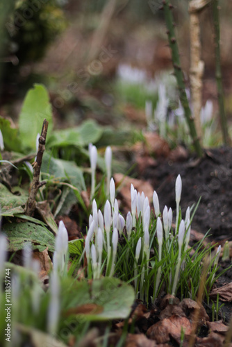 The first spring flowers - crocuses.