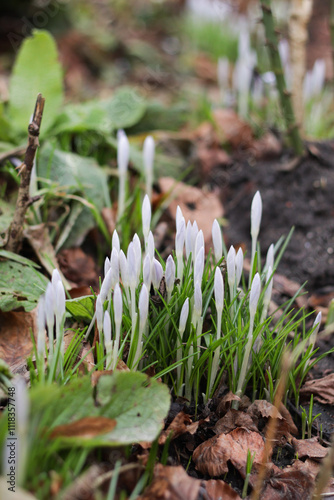 The first spring flowers - crocuses.