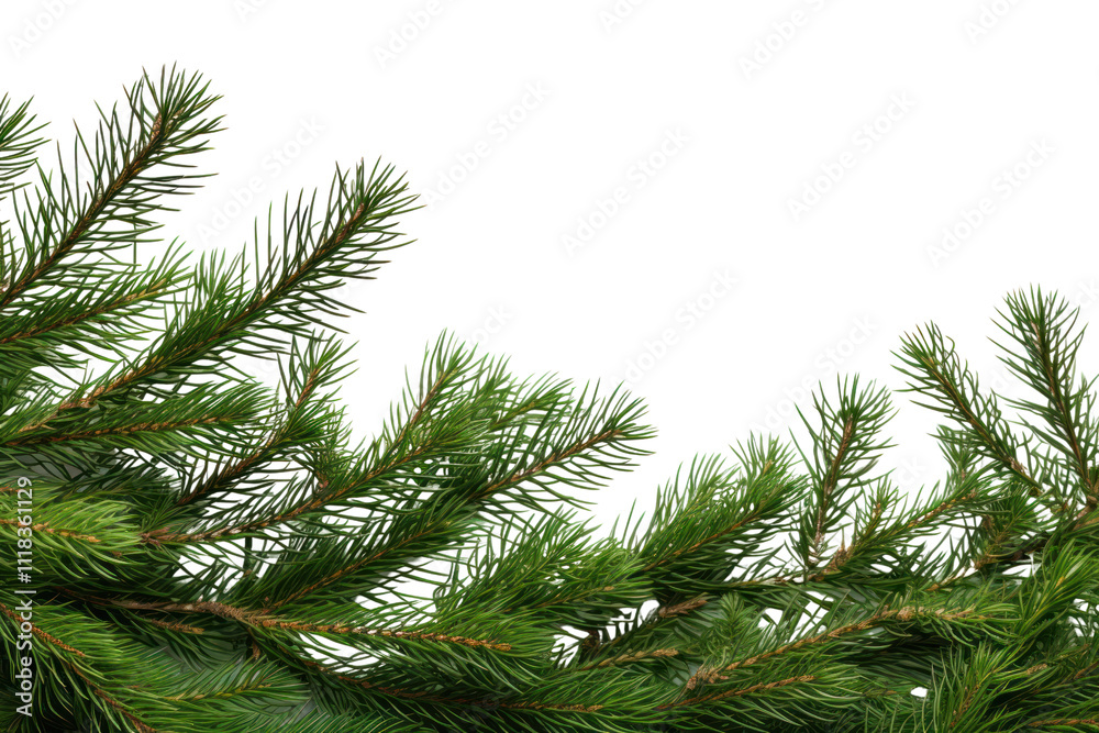 Detailed view of overlapping Christmas tree branches showing the texture of the needles isolated on white background Detailed view of overlapping Christmas tree branches showing the texture of the needles isolated on white background