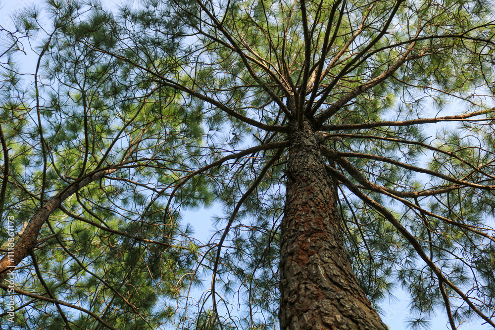 Fototapeta premium Upward view of a tall pine tree with branches against blue sky. Bottom-up view of a tree trunk and spreading pine branches 