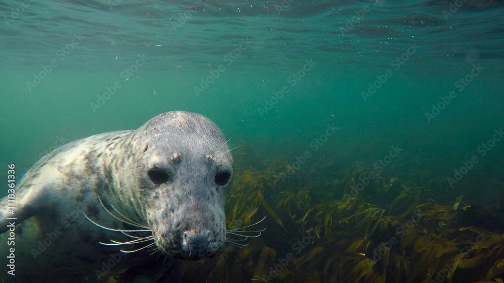 Fototapeta premium seal underwater 