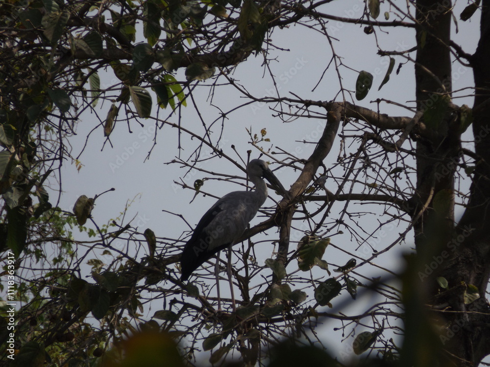 Various species of birds that are beautiful from the nature around you
Various species of birds that are beautiful from the nature around you