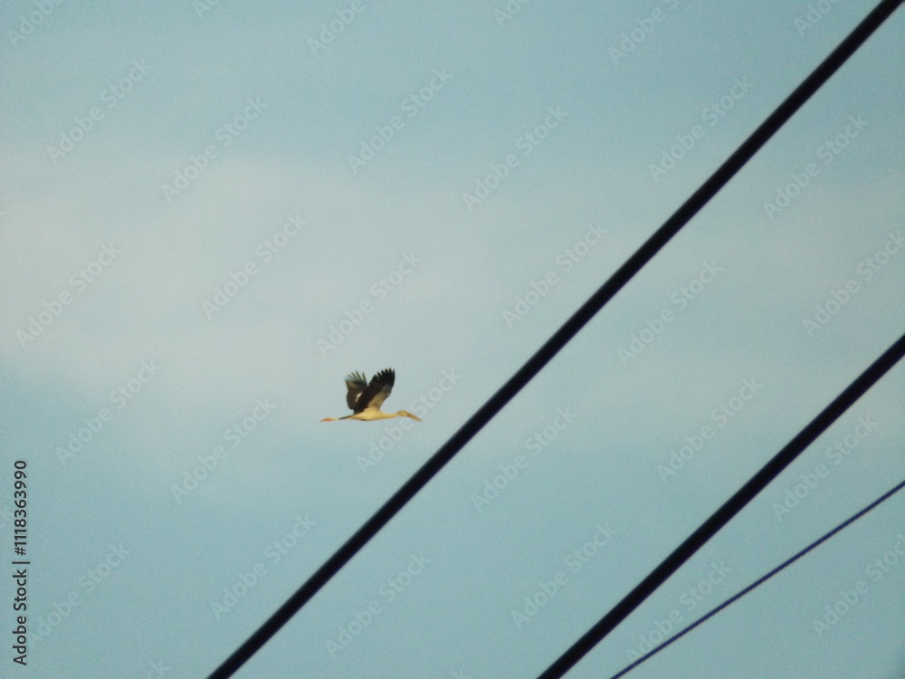 Various species of birds that are beautiful from the nature around you
Various species of birds that are beautiful from the nature around you
