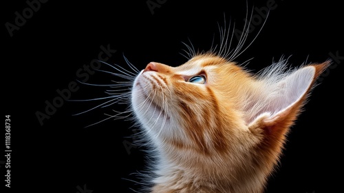 Curious Kitten: A ginger tabby kitten with piercing blue eyes gazes upwards with a playful curiosity, its whiskers twitching in anticipation. photo