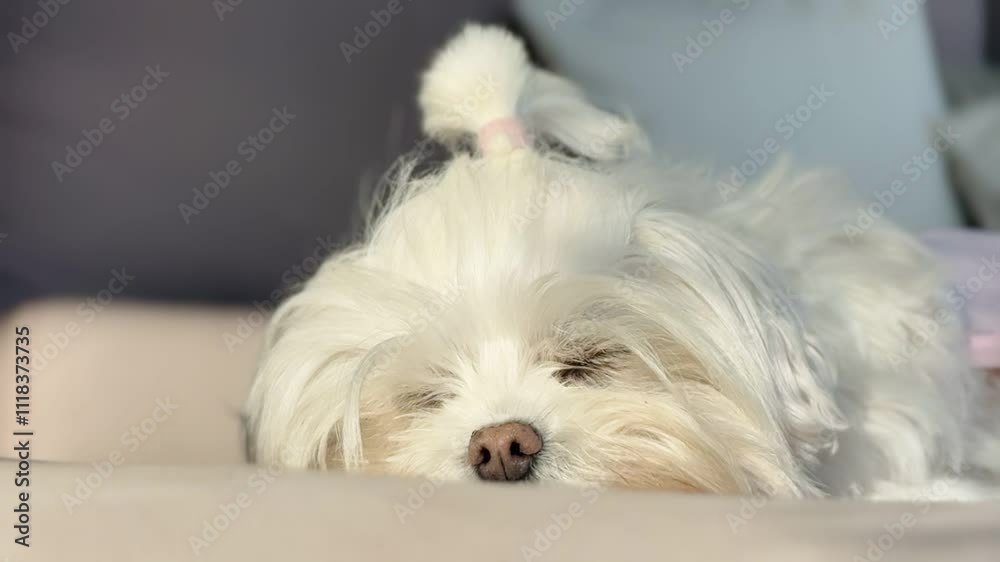 Adorable Dog Sleeping Peacefully in a Cozy Position. Adorable Dog Sleeping Peacefully in a Cozy Position.