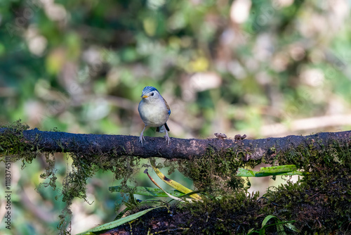 A blue-winged Minla perched on top of a tree next to a waterhole on the outskirts of Sattal town in Uttarakhand  photo