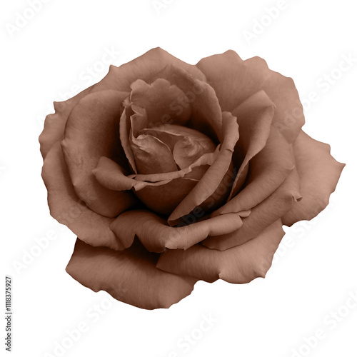 A fresh ight brown rose in full bloom.
