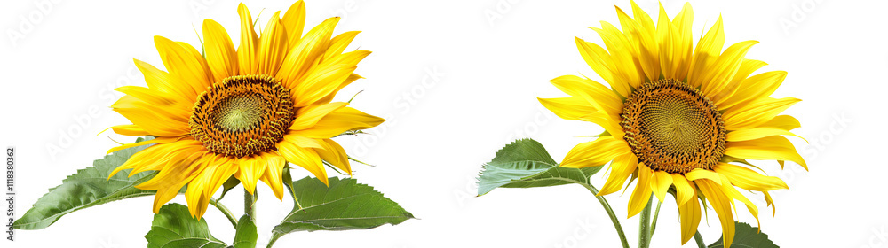Fototapeta premium Bright Sunflowers in Full Bloom with Green Leaves Against a White Background